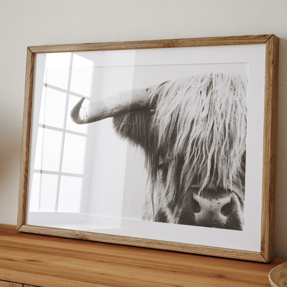 Highland Cow - Black & White | Photography Art Print