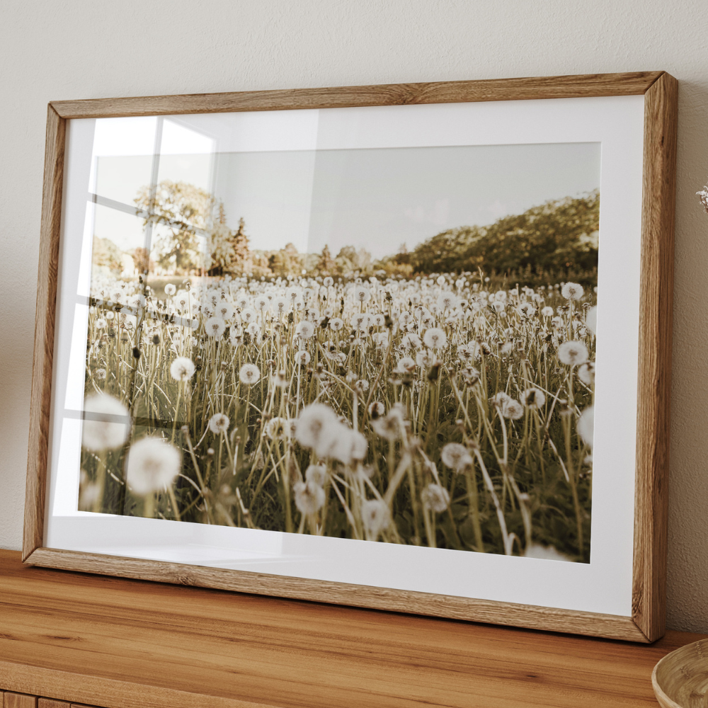Field of Dandelions | Photography Art Print