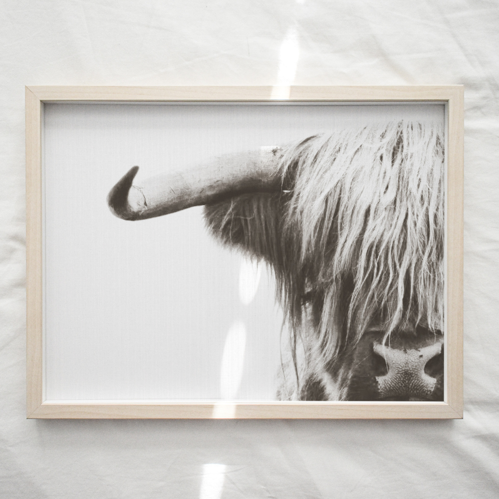 Highland Cow - Black & White | Photography Art Print