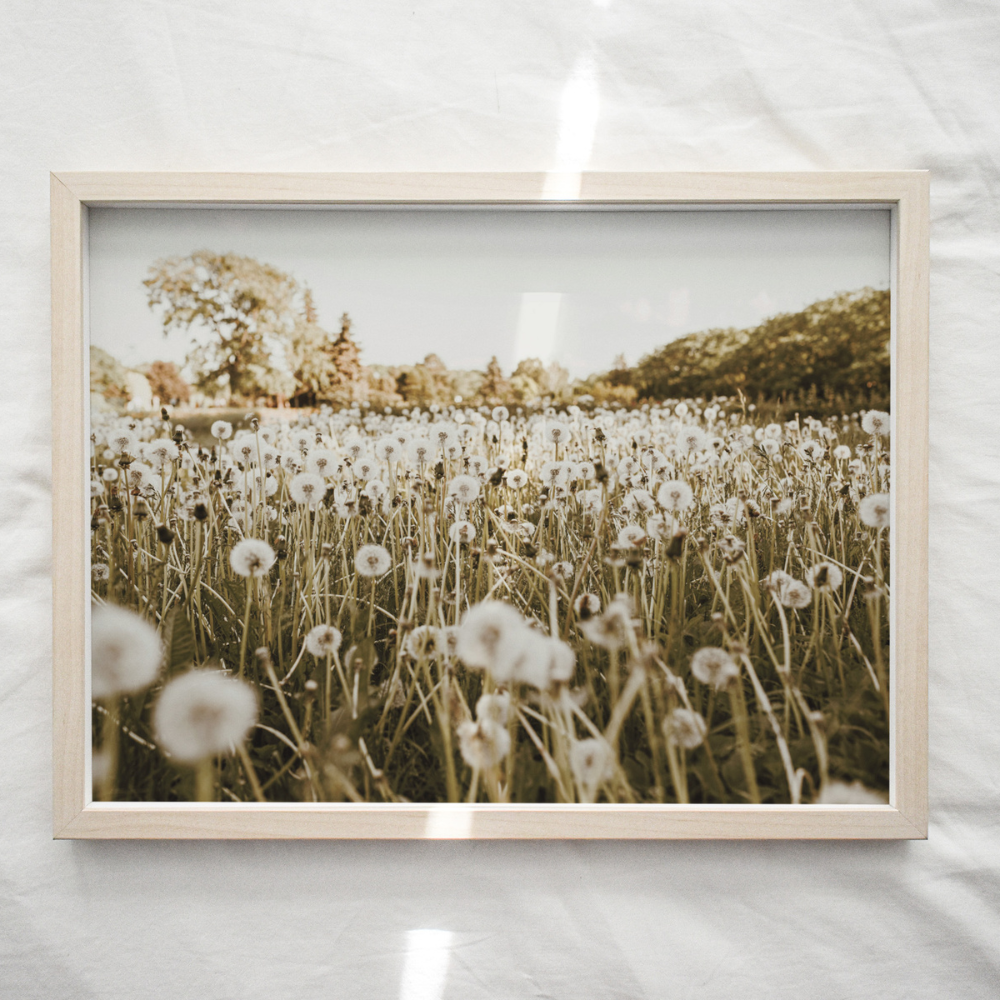 Field of Dandelions | Photography Art Print