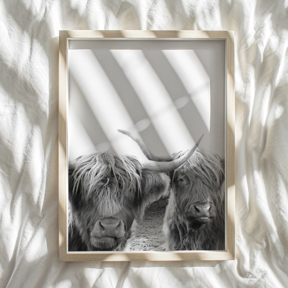 Highland Cow Duo | Photography Art Print