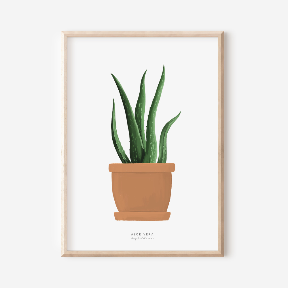 Houseplants - Aloe Vera | Art Print