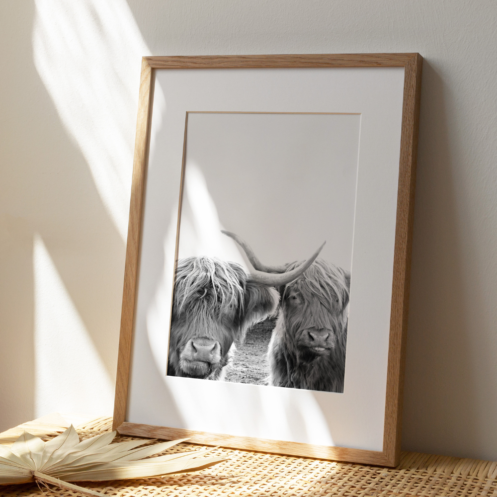 Highland Cow Duo | Photography Art Print