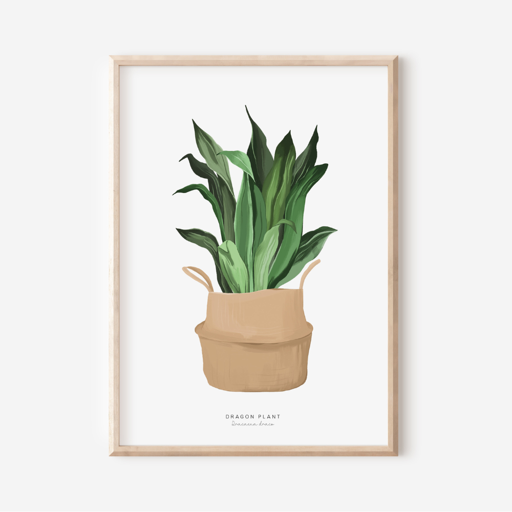 Houseplants - Dragon Plant | Art Print