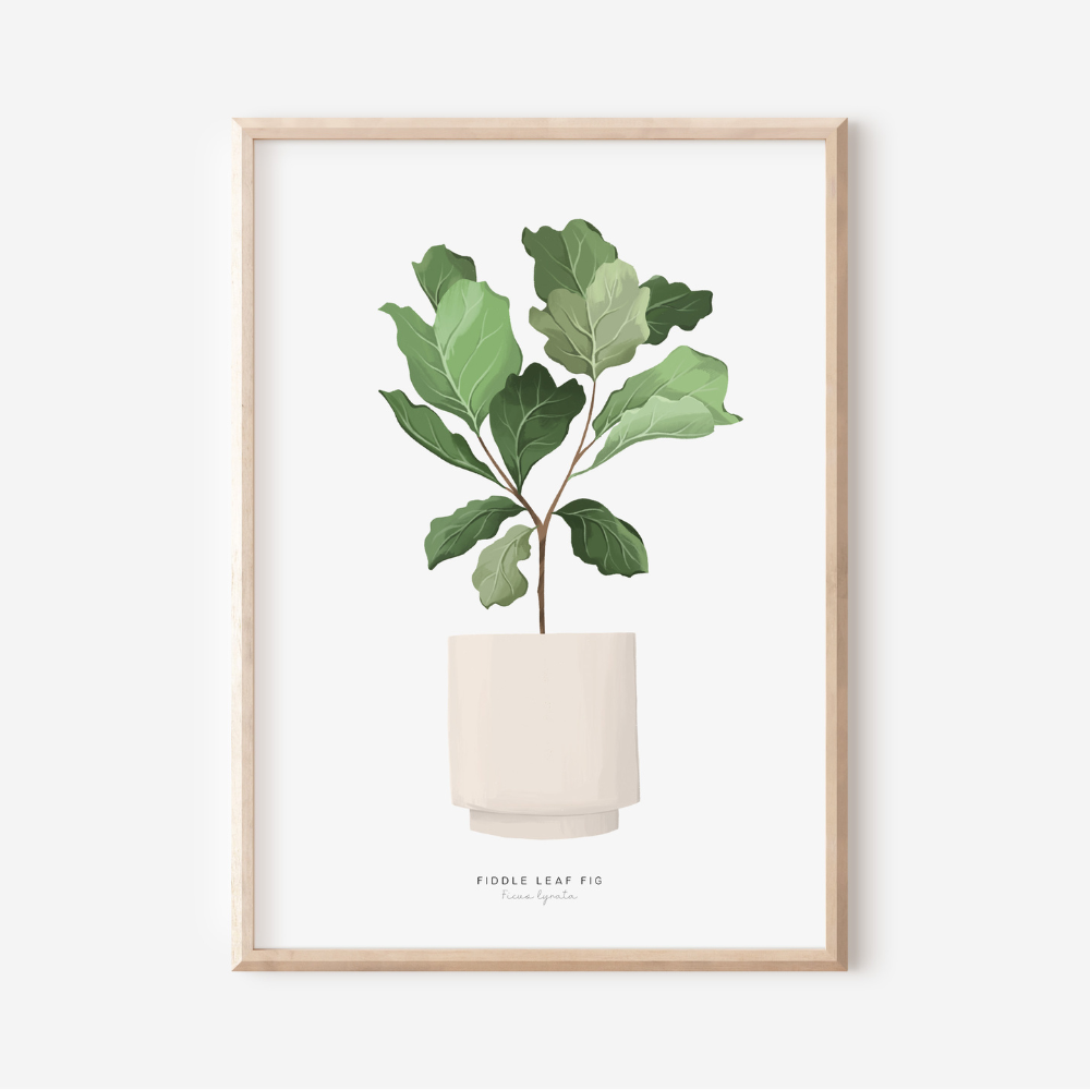 Houseplants - Fiddle Leaf Fig | Art Print