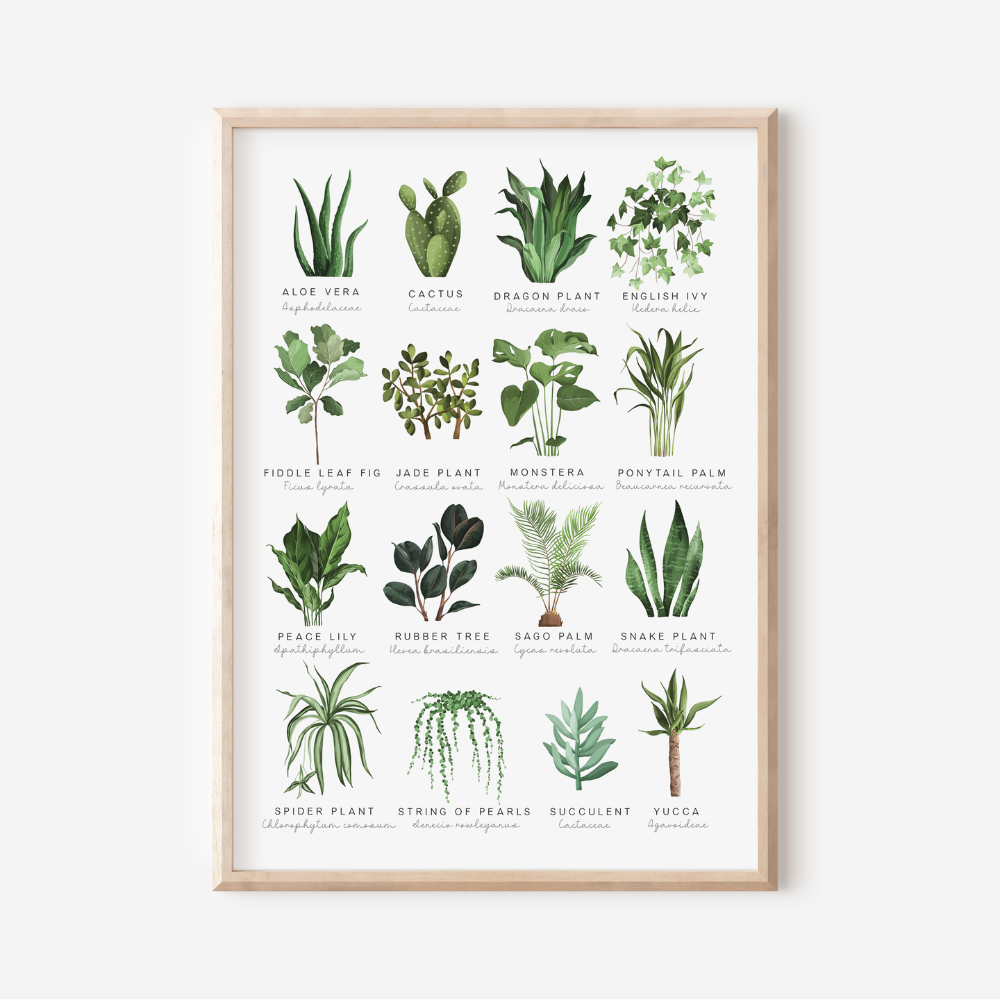 Houseplants | Art Print