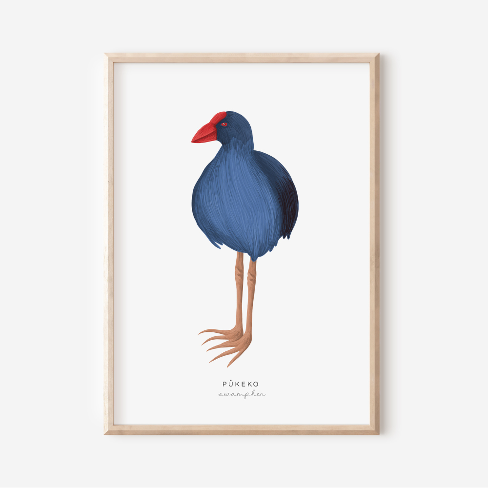 New Zealand Bird - Pukeko | Art Print