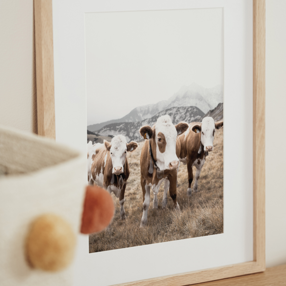 Cows Trio | Photography Art Print