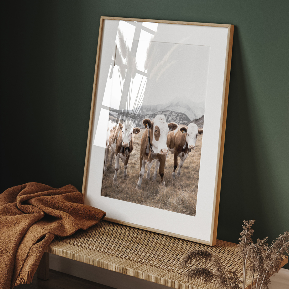 Cows Trio | Photography Art Print
