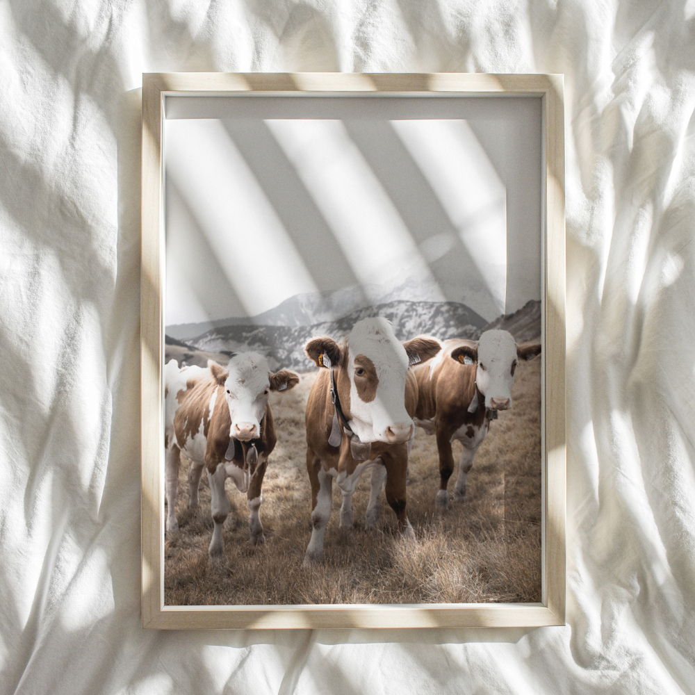 Cows Trio | Photography Art Print