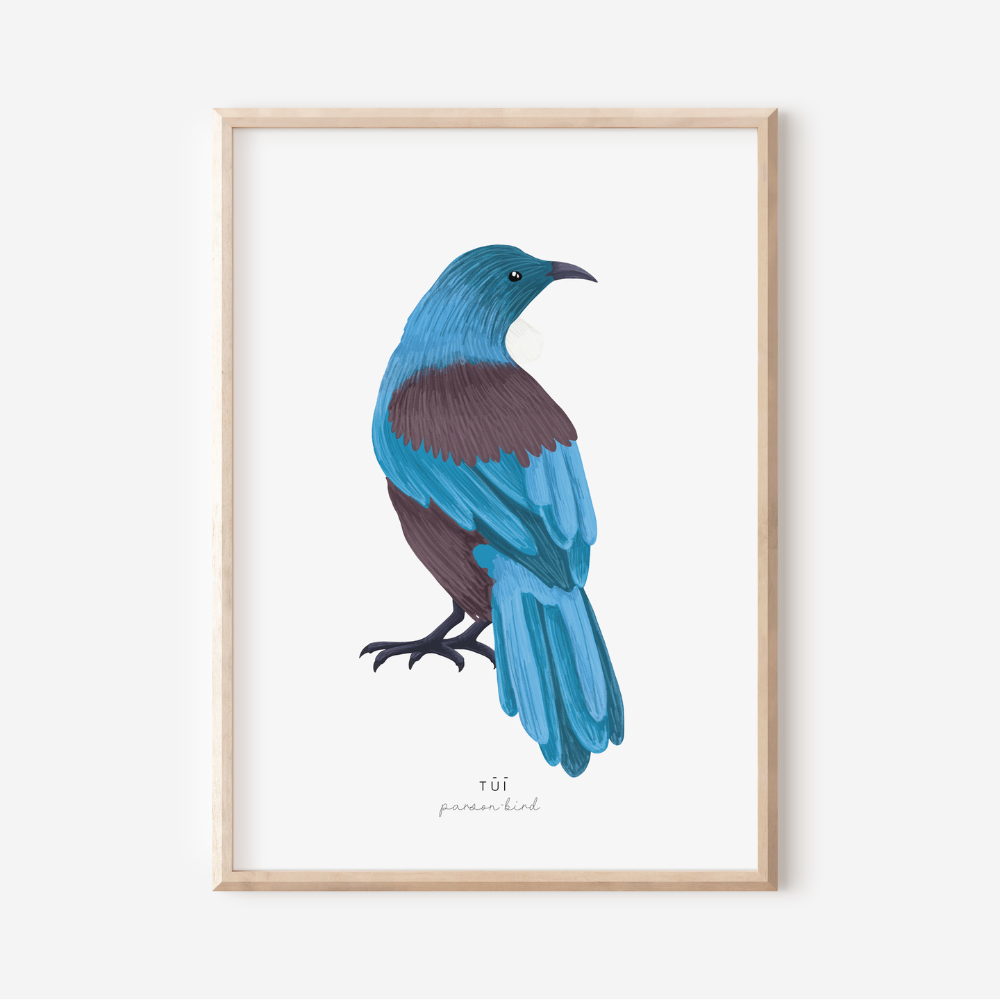 New Zealand Bird - Tui | Art Print