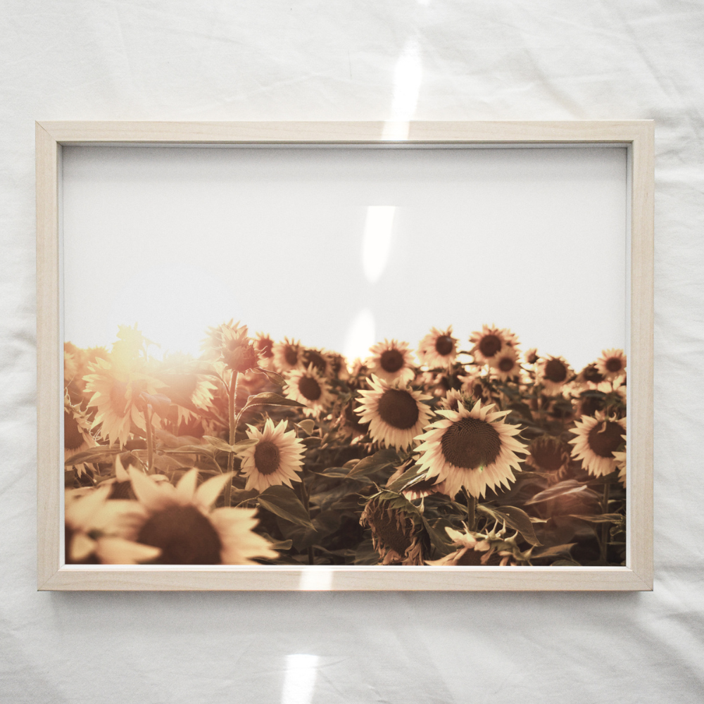 Sunflower Field | Photography Art Print