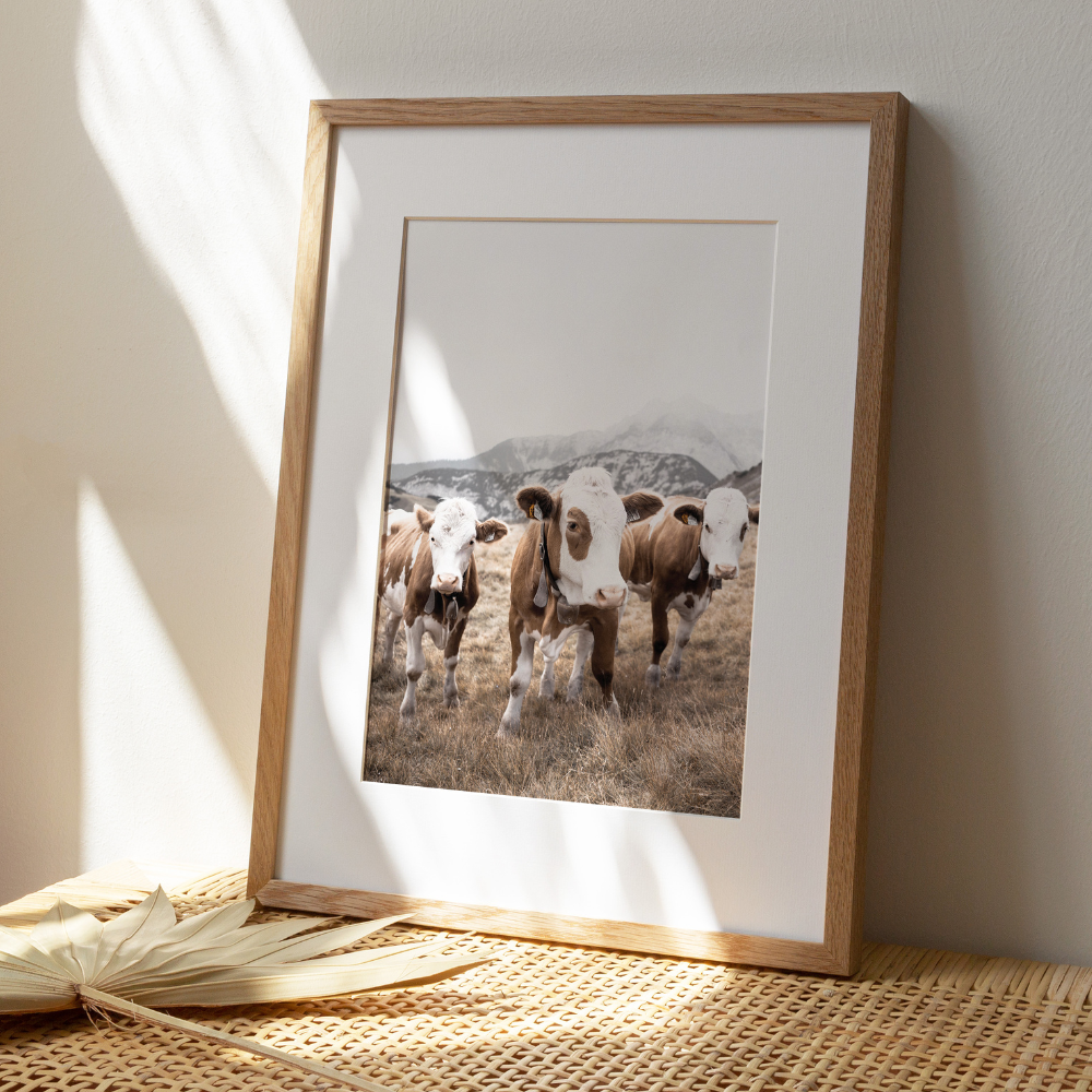 Cows Trio | Photography Art Print