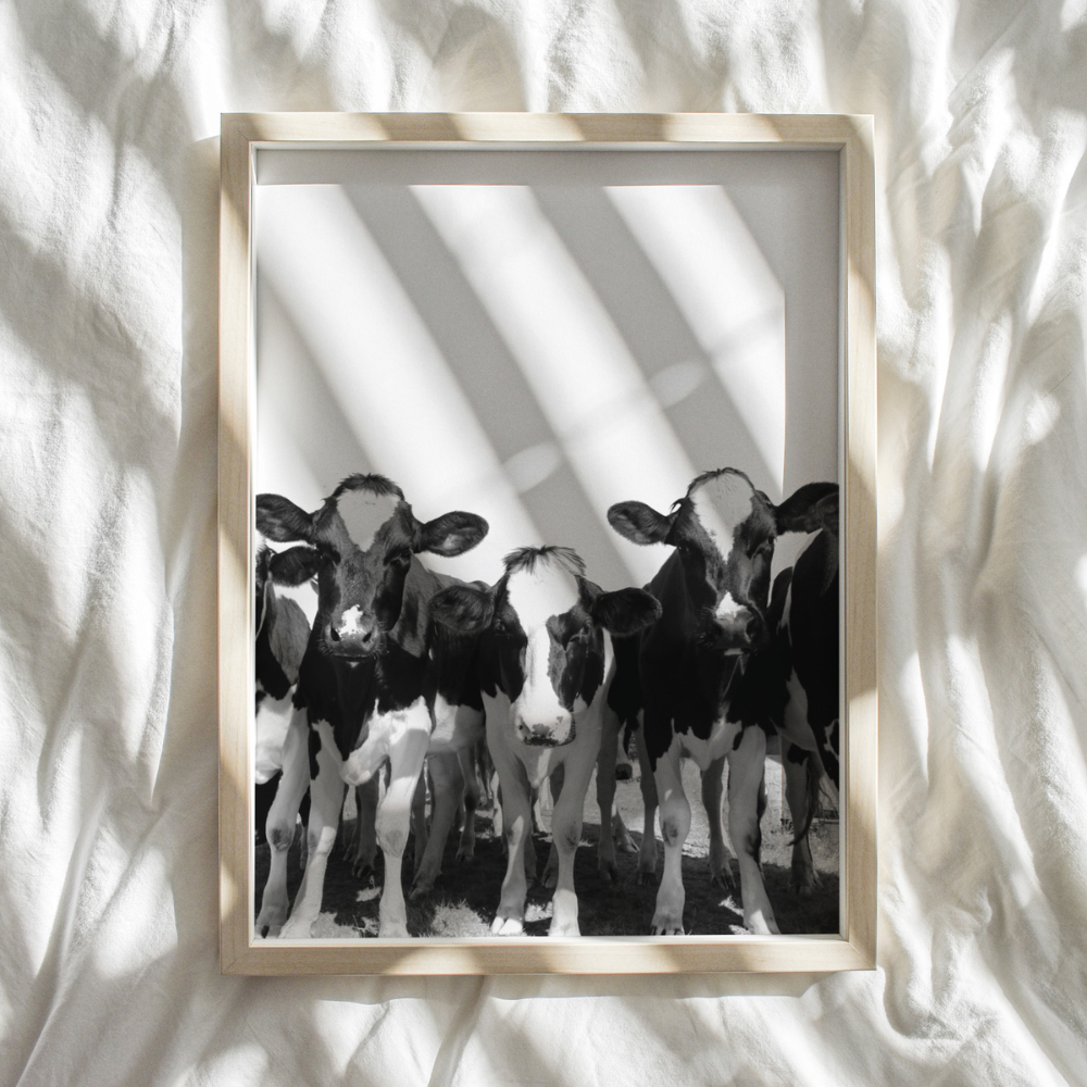 Cows Black & White | Photography Art Print