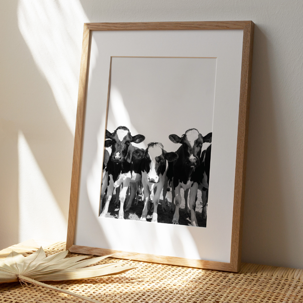Cows Black & White | Photography Art Print