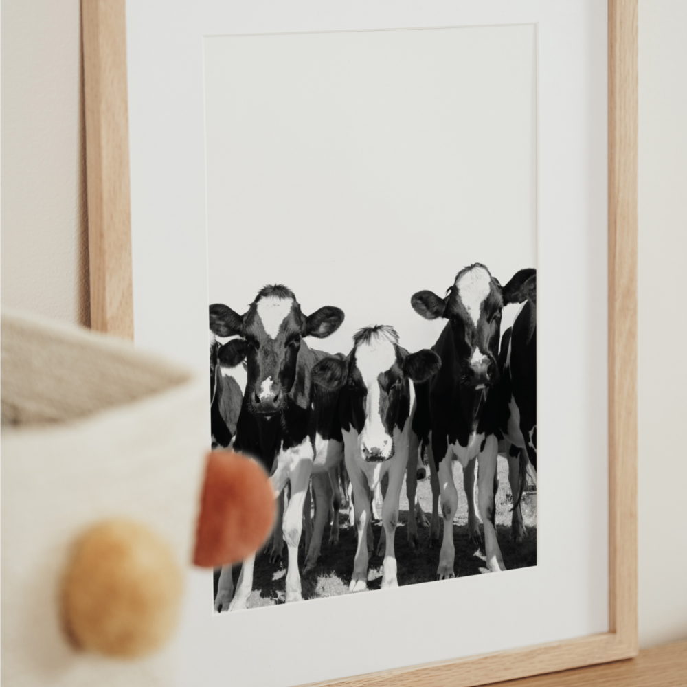 Cows Black & White | Photography Art Print