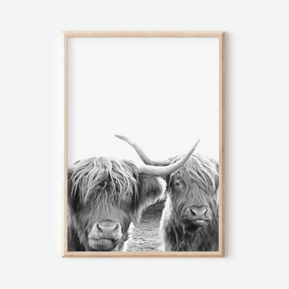 Highland Cow Duo | Photography Art Print