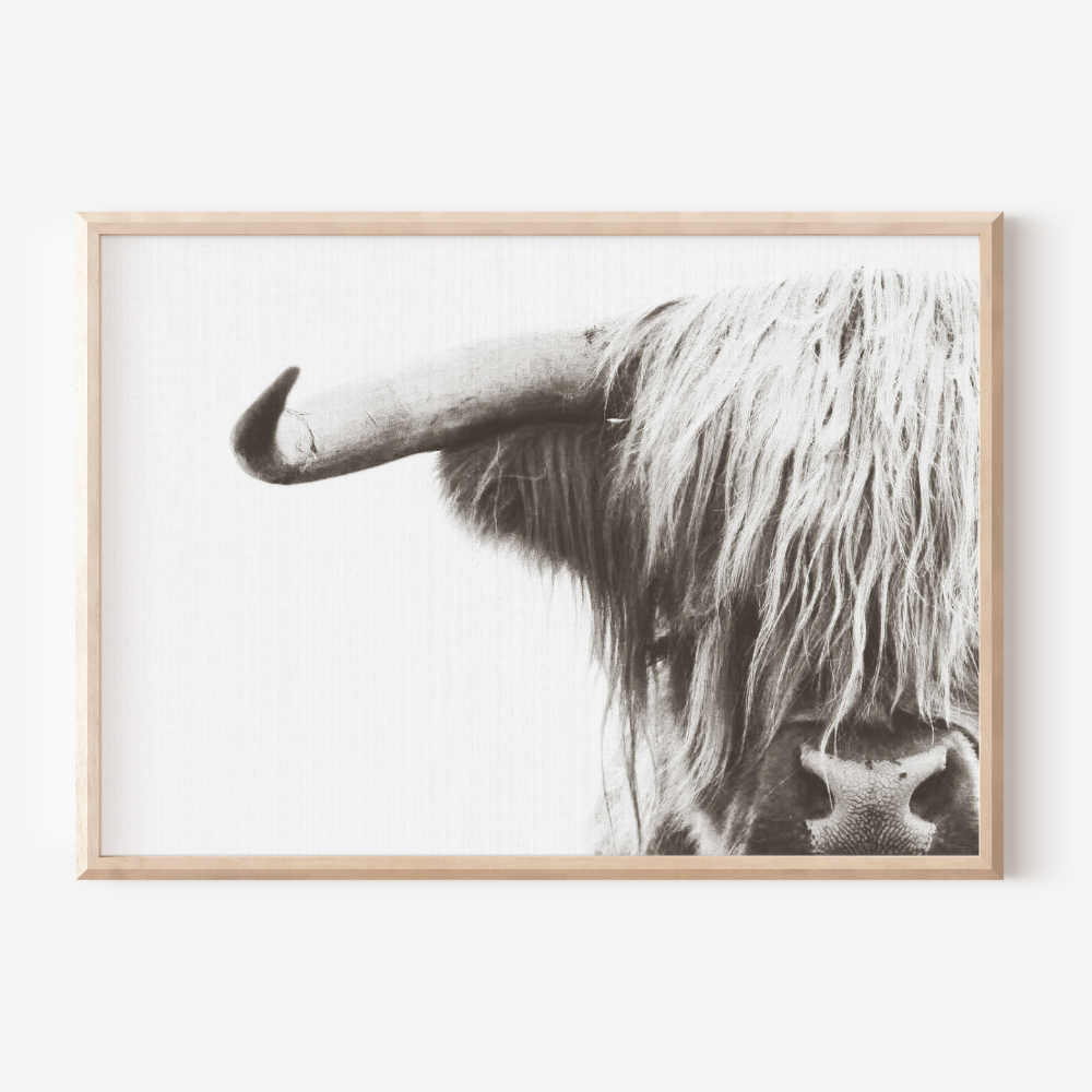 Highland Cow - Black & White | Photography Art Print