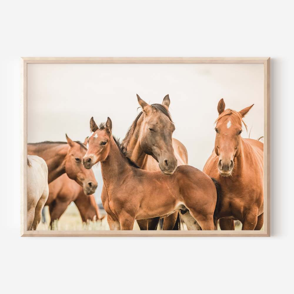 Wild Horses | Photography Art Print
