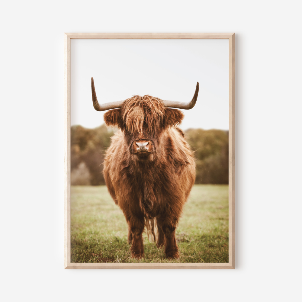 Oscar Highland Cow | Photography Art Print