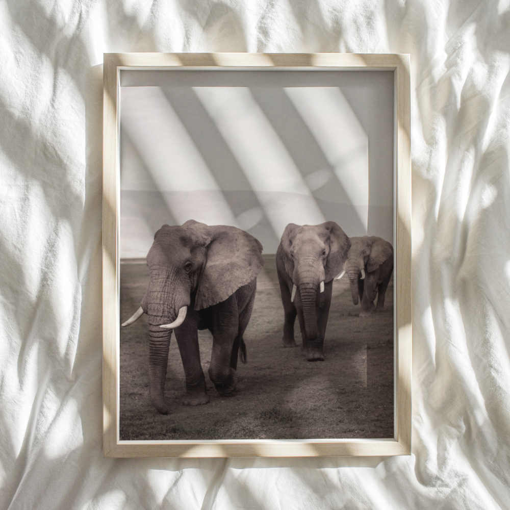 Elephants | Photography Art Print