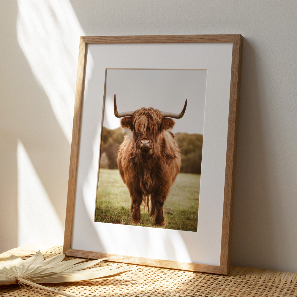 Oscar Highland Cow | Photography Art Print