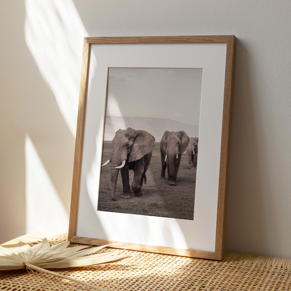 Elephants | Photography Art Print