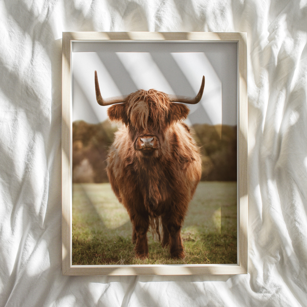 Oscar Highland Cow | Photography Art Print