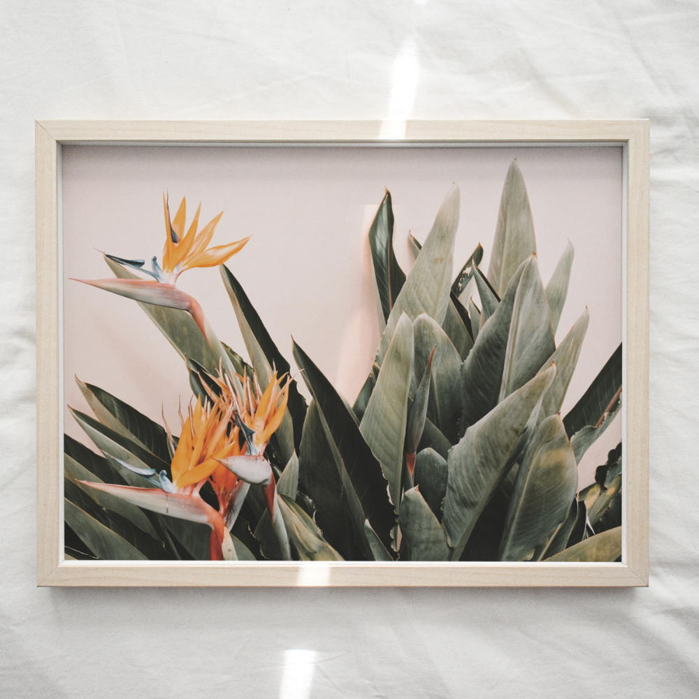 Birds of Paradise | Photography Art Print