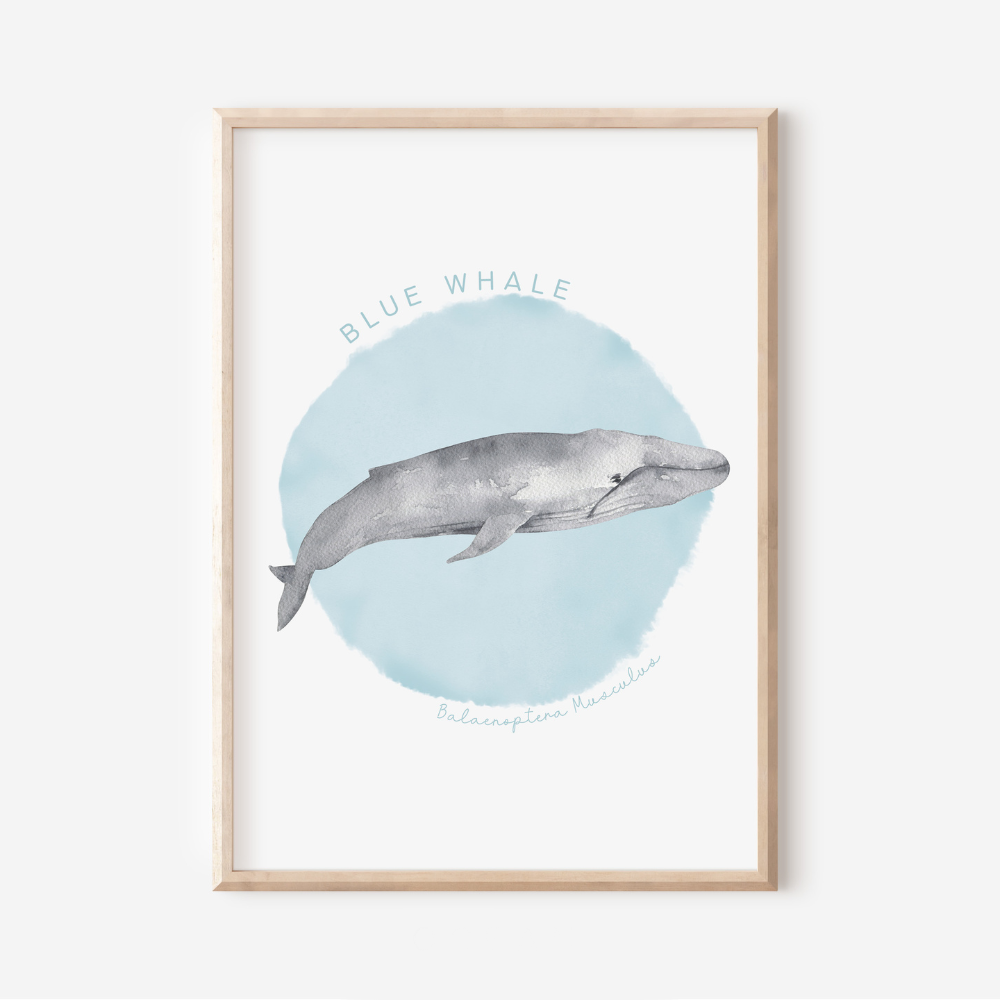 Ocean Life - Blue Whale | Art Print