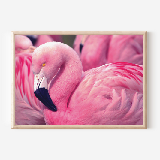 Flamingo | Photography Art Print