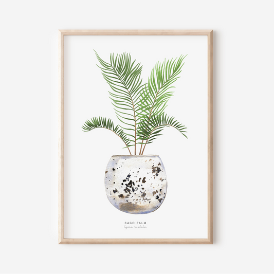 Houseplants - Sago Palm | Art Print