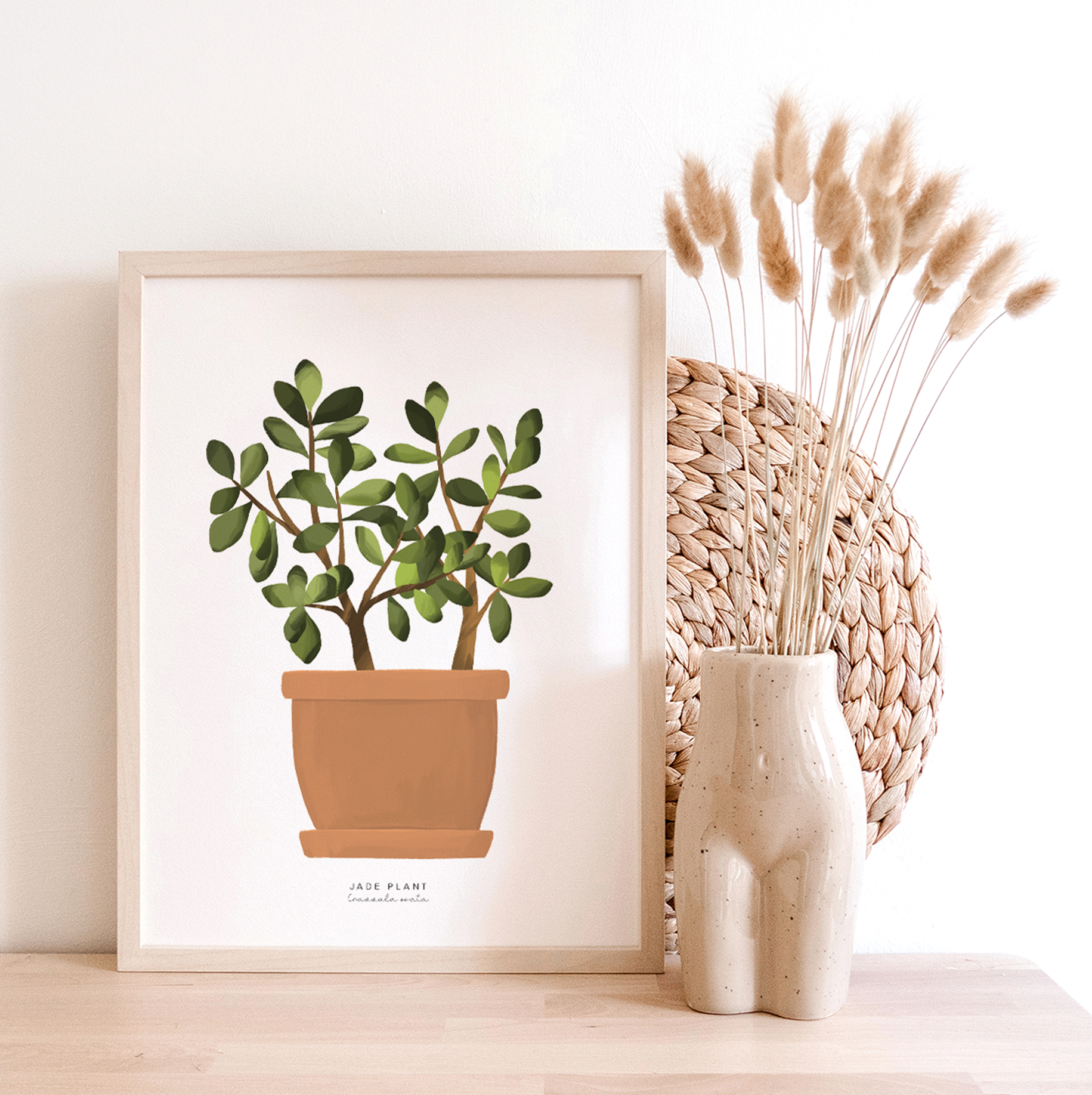 jade plant art Houseplants - Jade Plant