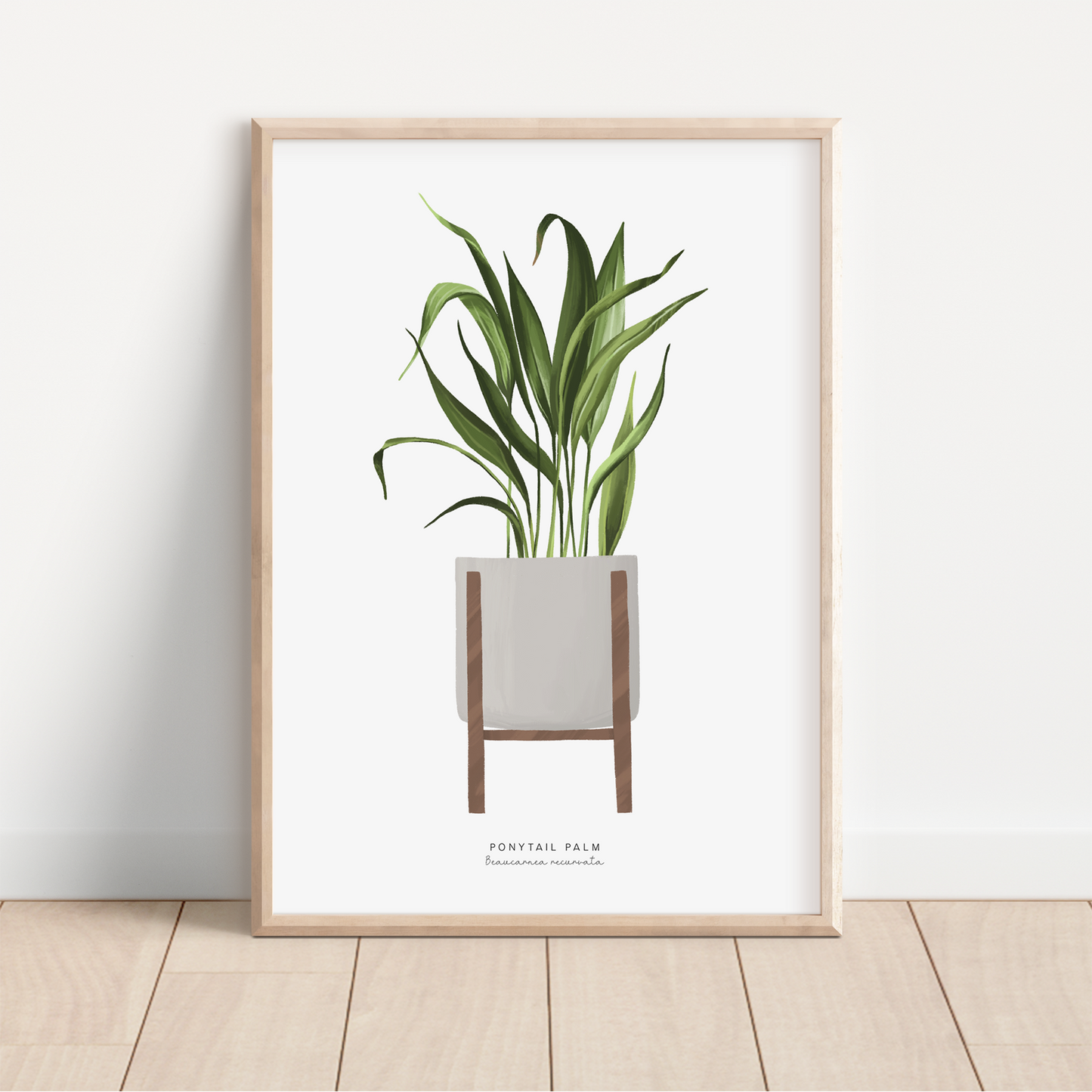 Houseplants - Ponytail Palm | Art Print