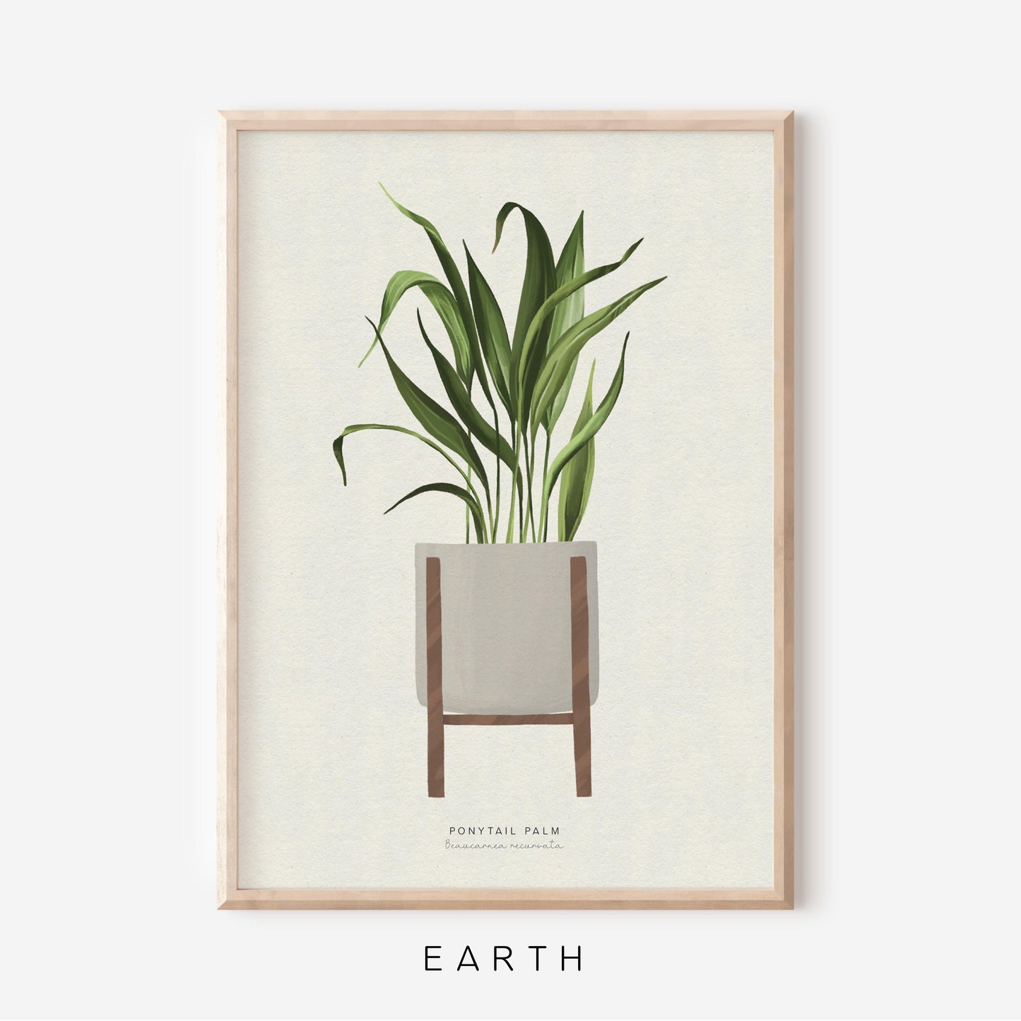 Houseplants - Ponytail Palm | Art Print