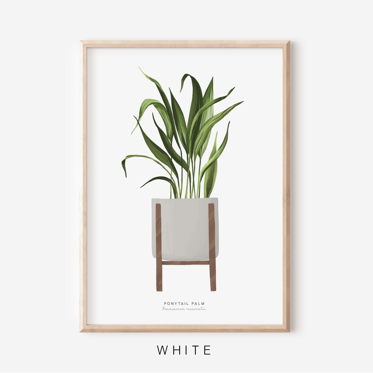 Houseplants - Ponytail Palm | Art Print