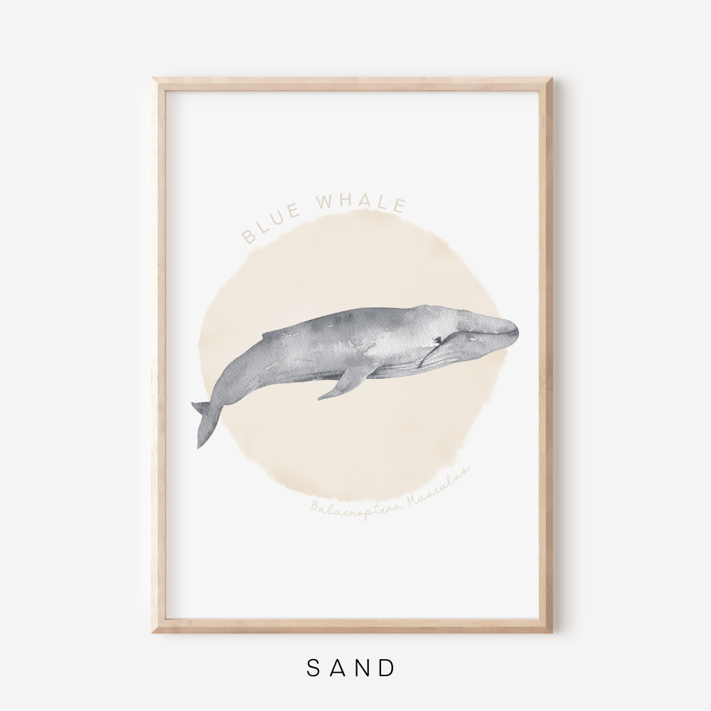 Ocean Life - Blue Whale | Art Print