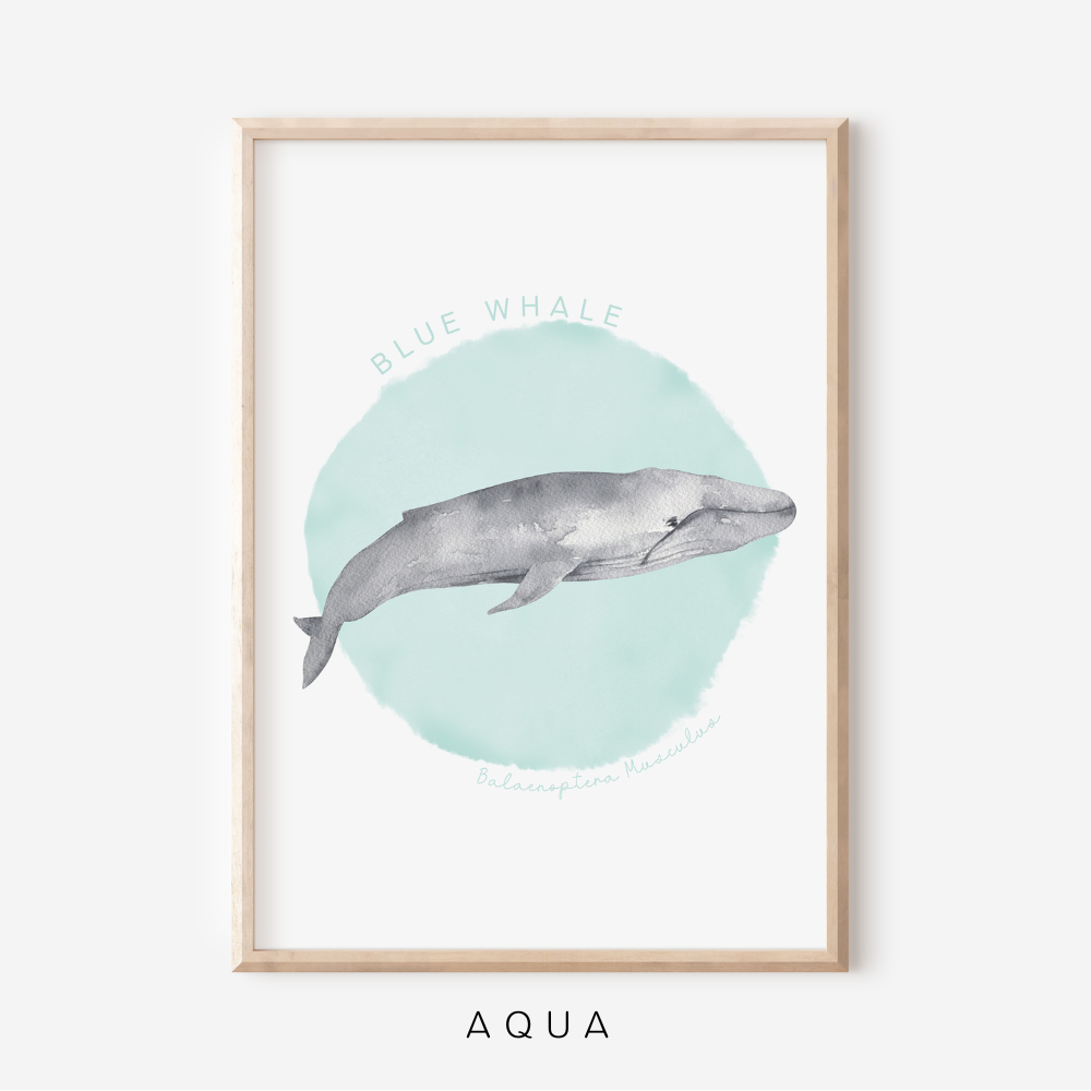 Ocean Life - Blue Whale | Art Print