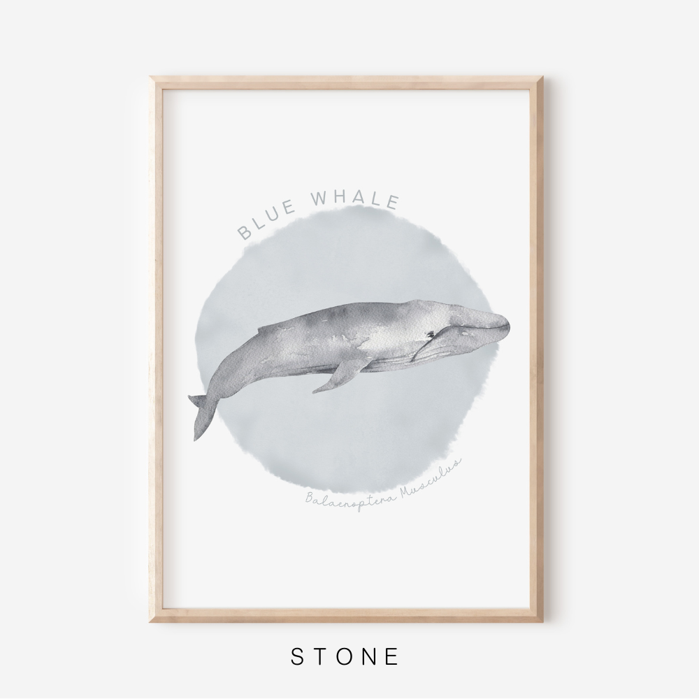 Ocean Life - Blue Whale | Art Print