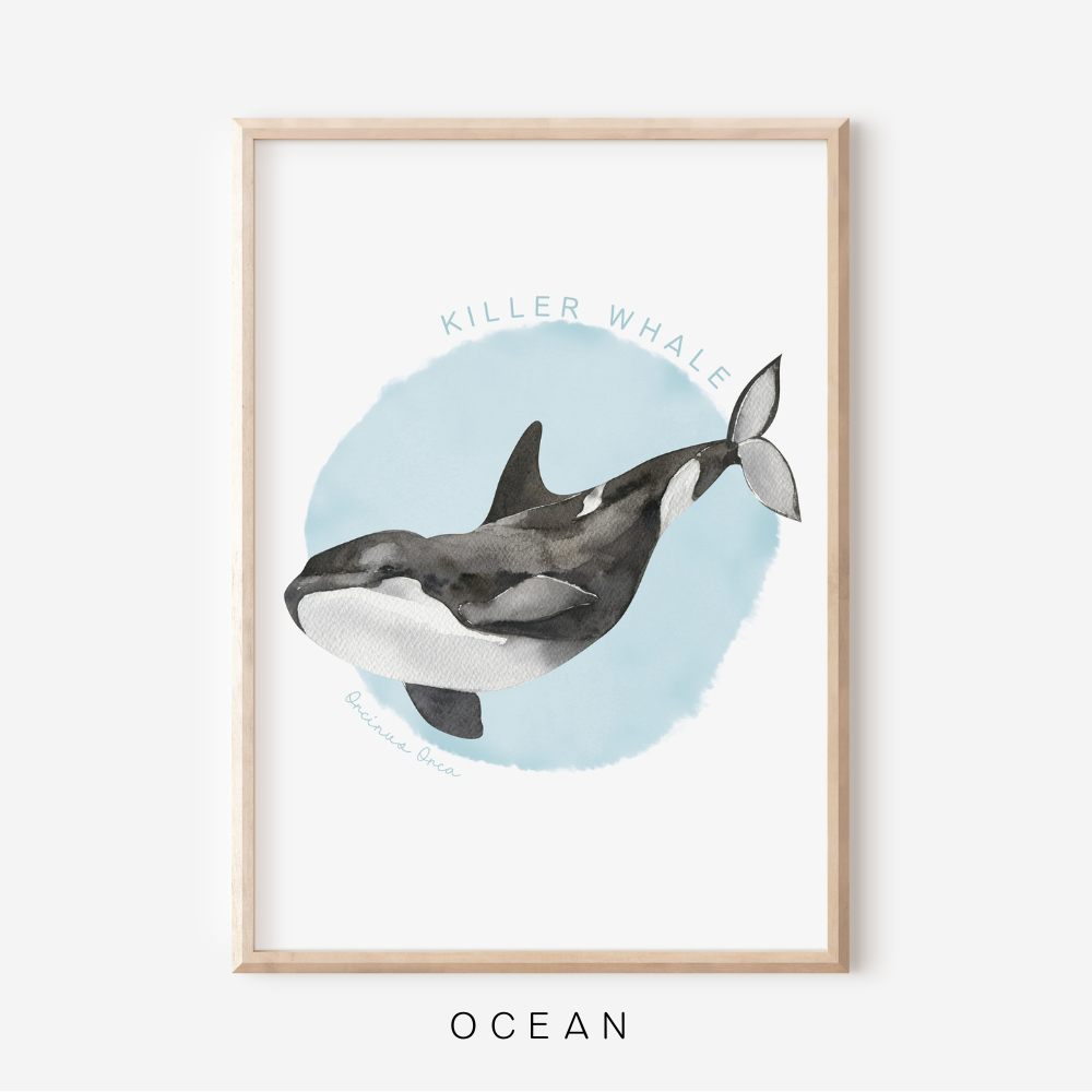 Ocean Life - Killer Whale | Art Print