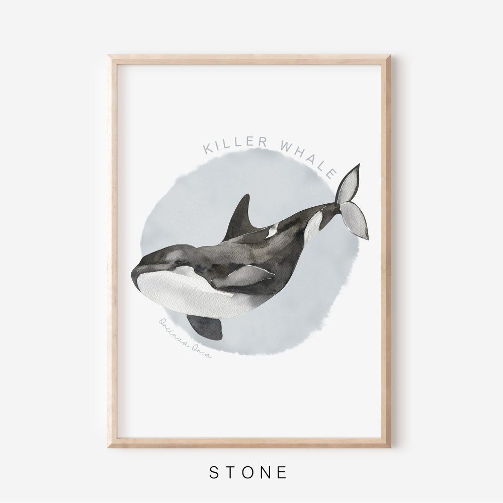 Ocean Life - Killer Whale | Art Print