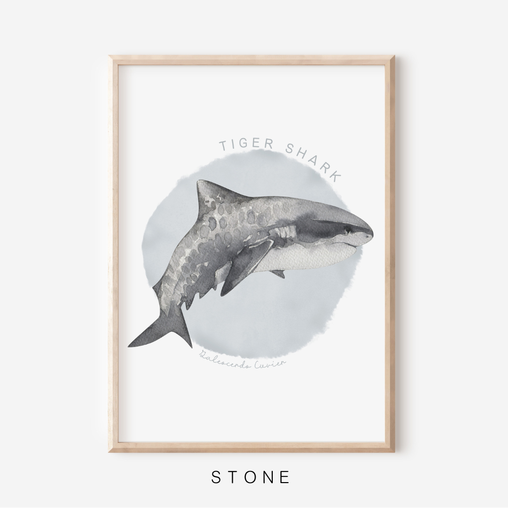 Ocean Life - Tiger Shark | Art Print