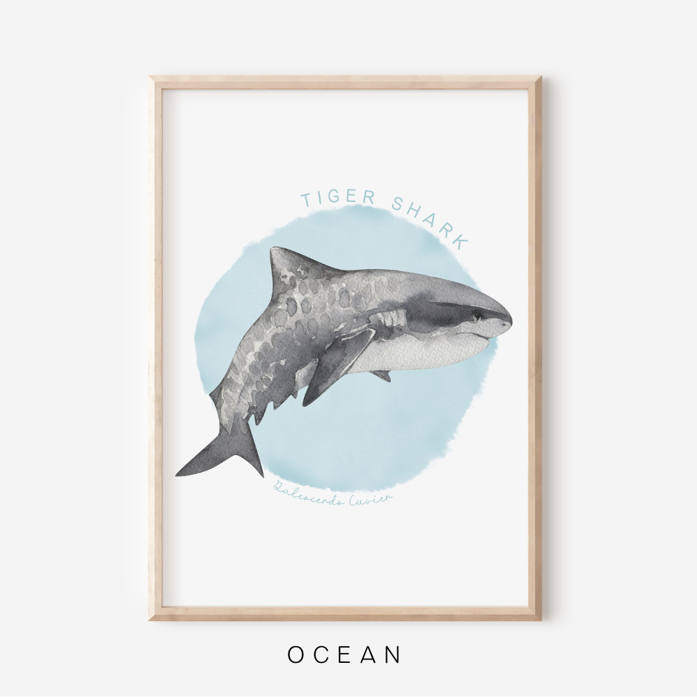 Ocean Life - Tiger Shark | Art Print