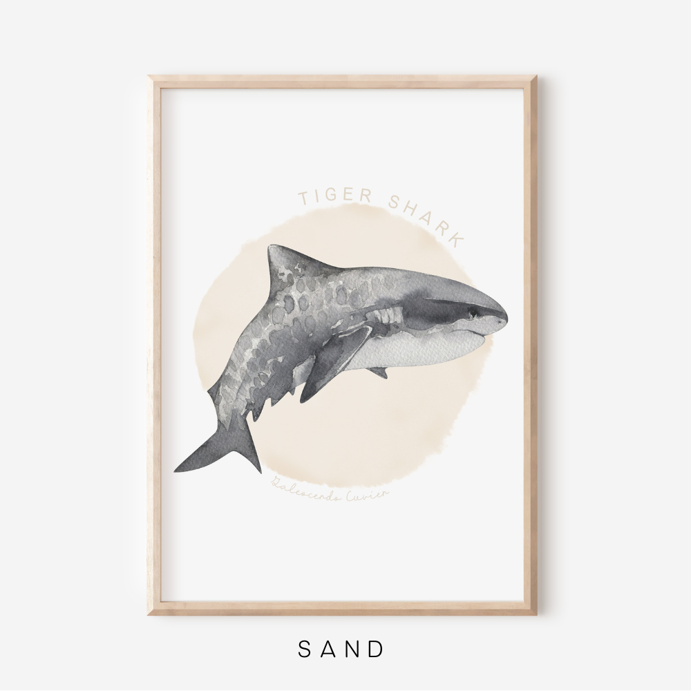 Ocean Life - Tiger Shark | Art Print