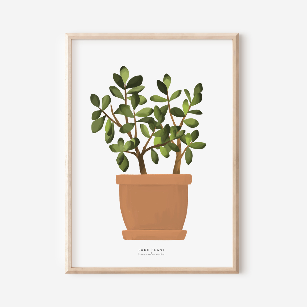 Houseplants - Jade Plant | Art Print