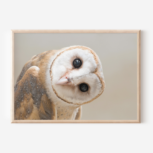 Barn Owl | Photography Art Print