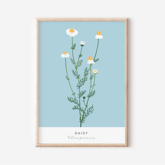 Bellis Perennis | Art Print