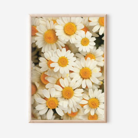 Daisies | Photography Art Print