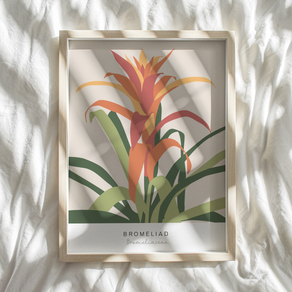 Bromeliad | Art Print