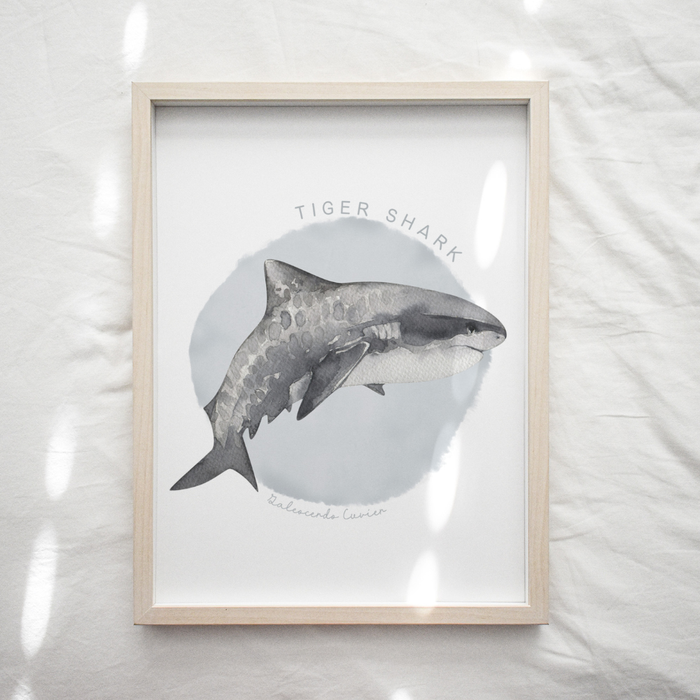 Ocean Life - Tiger Shark | Art Print